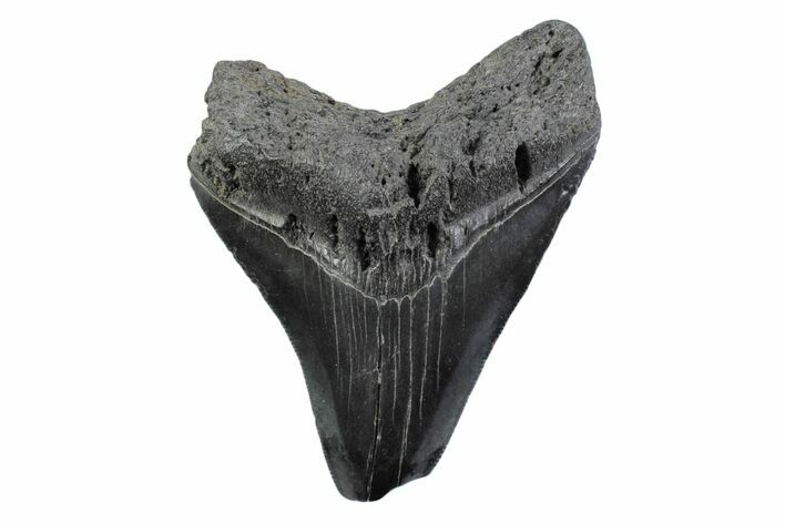 Serrated, Fossil Megalodon Tooth - South Carolina #362190
